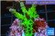 Acropora green purple Australia 3-4 cm WYSIWYG acclimaté
