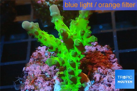 Acropora green purple Australia 3-4 cm WYSIWYG acclimaté
