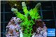 Acropora green purple Australia 3-4 cm WYSIWYG acclimaté