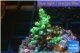 Acropora green Indonesia 2-4 cm WYSIWYG acclimaté