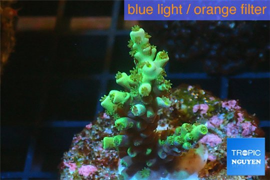 Acropora green Indonesia 2-4 cm WYSIWYG acclimaté