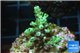 Acropora green Indonesia 2-4 cm WYSIWYG acclimaté