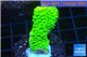 Acropora full neon green 2-3 cm WYSIWYG acclimaté