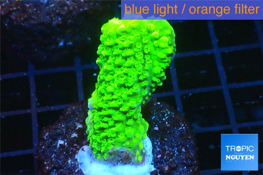 Acropora full neon green 2-3 cm WYSIWYG acclimaté