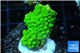 Acropora full neon green 2-3 cm WYSIWYG acclimaté