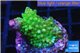 Acropora full neon green 2 cm WYSIWYG acclimaté