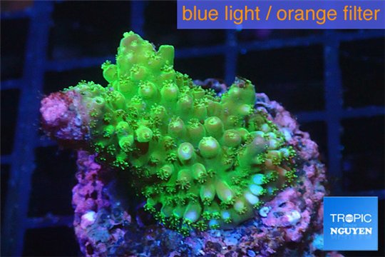 Acropora full neon green 2 cm WYSIWYG acclimaté