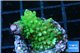 Acropora full neon green 2 cm WYSIWYG acclimaté