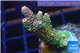 Acropora pink & green Indonesia 3-5 cm WYSIWYG acclimaté
