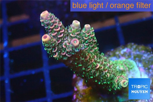 Acropora pink & green Indonesia 3-5 cm WYSIWYG acclimaté