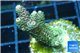 Acropora pink & green Indonesia 3-5 cm WYSIWYG acclimaté