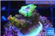 Acropora golden purple Indonesia 2-3 cm WYSIWYG acclimaté