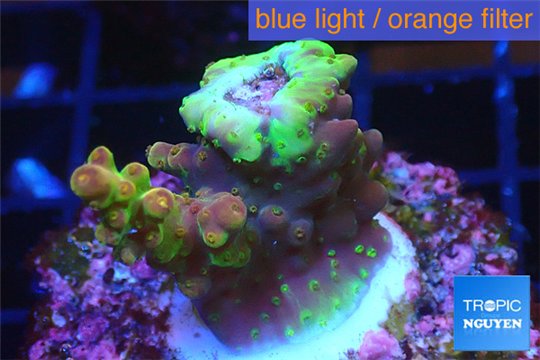 Acropora golden purple Indonesia 2-3 cm WYSIWYG acclimaté