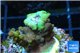 Acropora golden purple Indonesia 2-3 cm WYSIWYG acclimaté