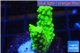 Acropora full neon green 2-4 cm WYSIWYG acclimaté