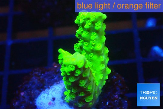 Acropora full neon green 2-4 cm WYSIWYG acclimaté