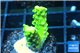 Acropora full neon green 2-4 cm WYSIWYG acclimaté