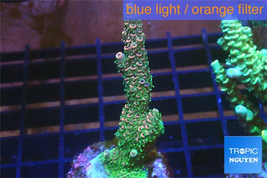Acropora pink & green Indonesia 3-5 cm WYSIWYG acclimaté