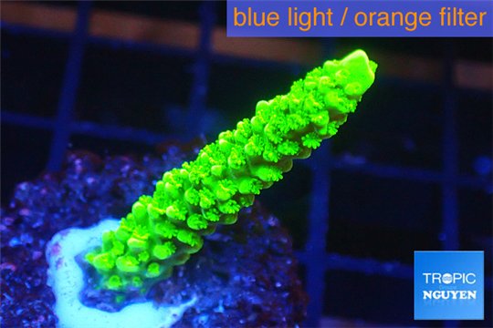 Acropora full neon green 3-4 cm WYSIWYG acclimaté