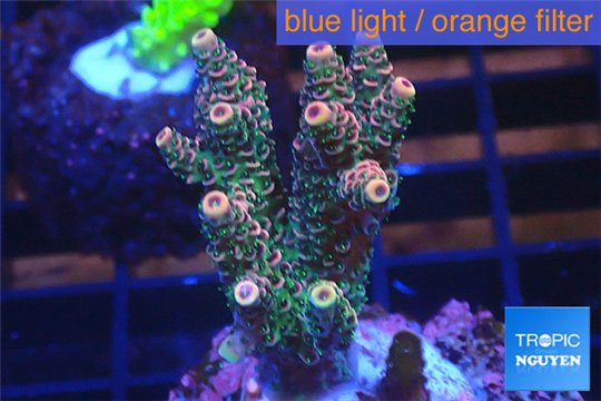 Acropora pink & green Indonesia 3-4 cm WYSIWYG acclimaté