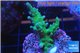 Acropora green 3-4 cm WYSIWYG acclimaté