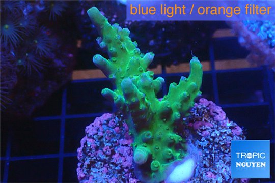 Acropora green 3-4 cm WYSIWYG acclimaté