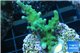 Acropora green 3-4 cm WYSIWYG acclimaté