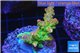 Acropora golden purple Indonesia 3-4 cm WYSIWYG acclimaté