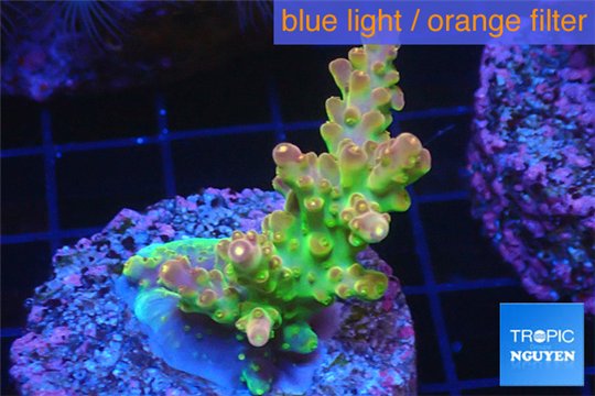 Acropora golden purple Indonesia 3-4 cm WYSIWYG acclimaté