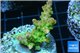 Acropora golden purple Indonesia 3-4 cm WYSIWYG acclimaté