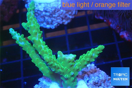 Acropora green purple tip 3-4 cm WYSIWYG acclimaté