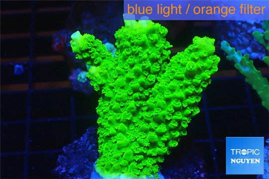 Acropora full neon green 3-5 cm WYSIWYG acclimaté