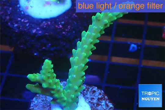 Acropora green purple tip 3-4 cm WYSIWYG acclimaté