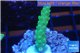 Acropora green purple tip 2-4 cm WYSIWYG acclimaté