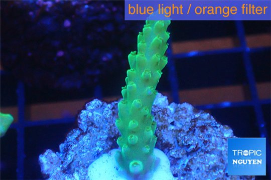 Acropora green purple tip 2-4 cm WYSIWYG acclimaté