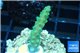 Acropora green purple tip 2-4 cm WYSIWYG acclimaté