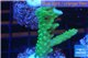 Acropora green purple tip 3-4 cm WYSIWYG acclimaté
