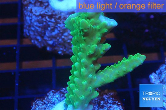 Acropora green purple tip 3-4 cm WYSIWYG acclimaté
