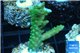 Acropora green purple tip 3-4 cm WYSIWYG acclimaté