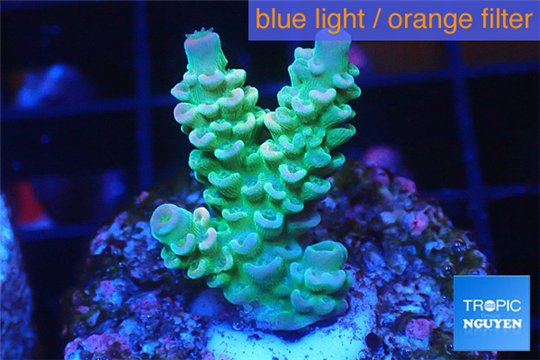 Acropora rainbow Indonesia 2-4 cm WYSIWYG acclimaté