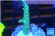 Acropora green purple tip 3-4 cm WYSIWYG acclimaté