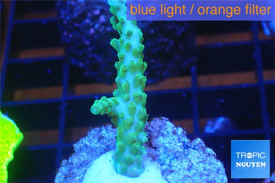 Acropora green purple tip 3-4 cm WYSIWYG acclimaté