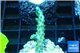 Acropora green purple tip 3-4 cm WYSIWYG acclimaté