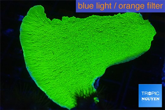 Montipora green cap 3-4 cm WYSIWYG acclimaté