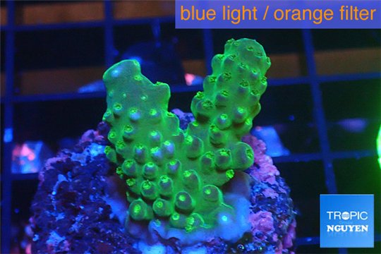 Acropora humilis green purple 2-3 cm WYSIWYG acclimaté