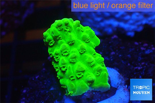 Acropora full neon green 1-2 cm WYSIWYG acclimaté