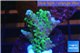 Montipora green & purple polyps 2-4 cm WYSIWYG acclimaté