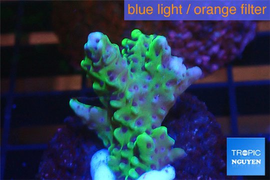 Montipora green & purple polyps 2-4 cm WYSIWYG acclimaté