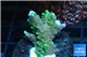 Montipora green & purple polyps 2-4 cm WYSIWYG acclimaté