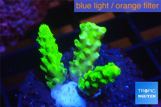 Acropora full neon green 2-3 cm WYSIWYG acclimaté